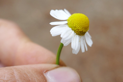 Sweet chamomile Blossom